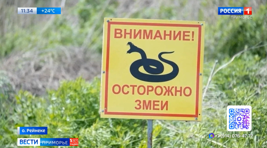 Опасные гады атакую жителей Приморья