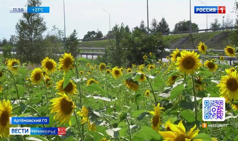 На гостевом маршруте в Артёме зацвело поле подсолнухов