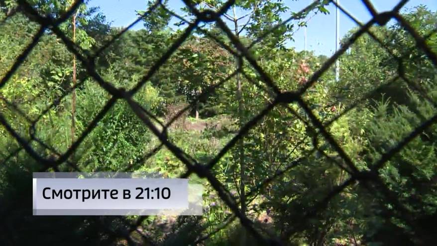 Кабаны «навели шороху» в Ботаническом саду Владивостока