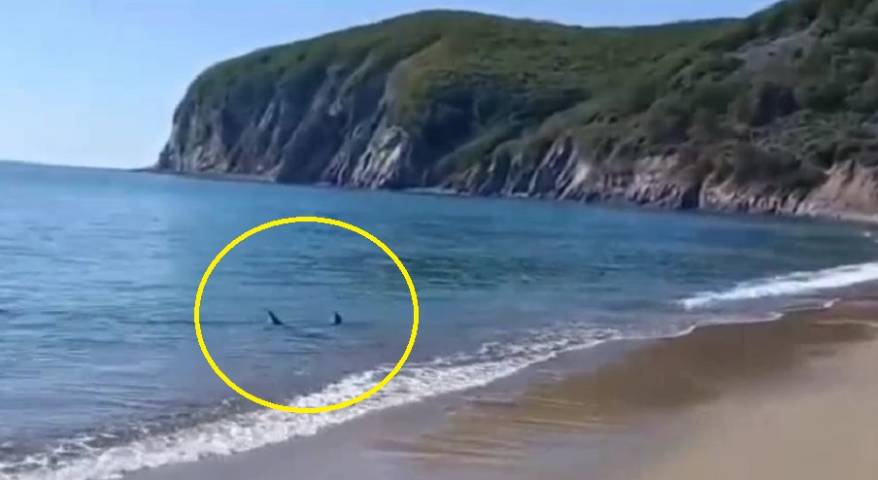 Акула устроила шоу у самого берега на пляже Приморья