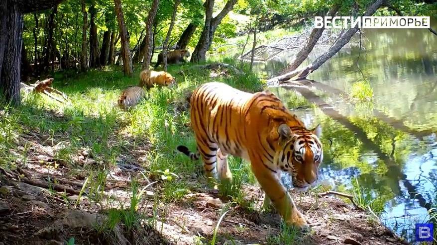 Видео доказательства встречи Владимира Путина с тигром в Приморье