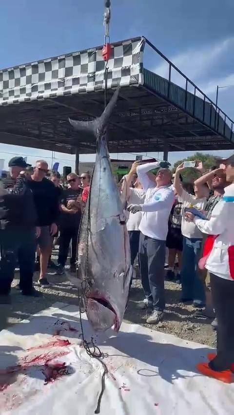Очередного гигантского тунца поймали в акватории Владивостока