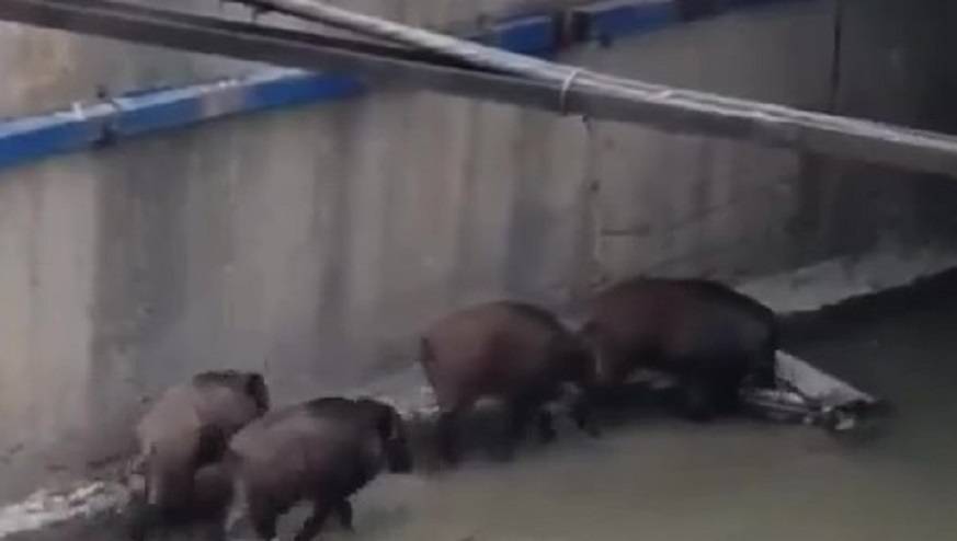 Стадо диких кабанов решило прогуляться по Владивостоку