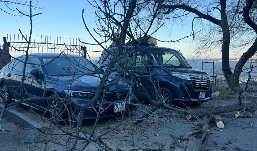 Дерево рухнуло на припаркованные авто во Владивостоке