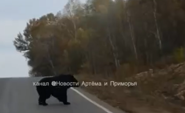 Медведь вышел прямо на дорогу к автолюбителям в Приморье