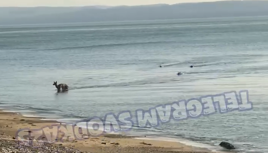 В Приморье свора агрессивных псов загнала олененка в море
