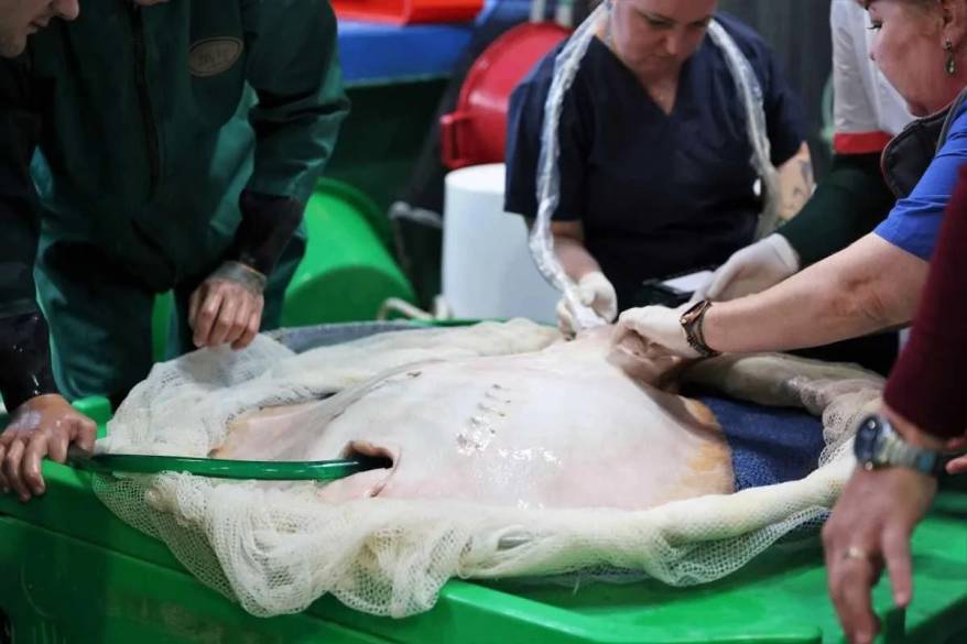 Уникальную процедуру провели скату специалисты Приморского океанариума