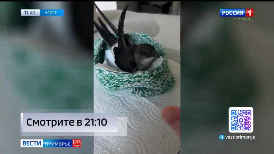 Волонтёр из Читы подарила пятерым стрижам небо над Владивостоком