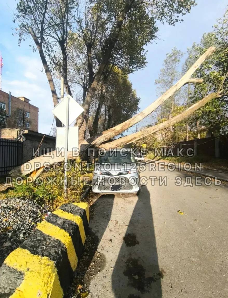 Огромное дерево рухнуло на автомобиль во Владивостоке