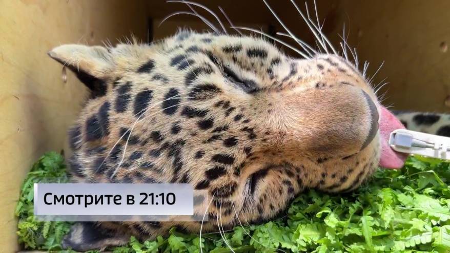 В Приморье стартовал новый этап переселения дальневосточных леопардов