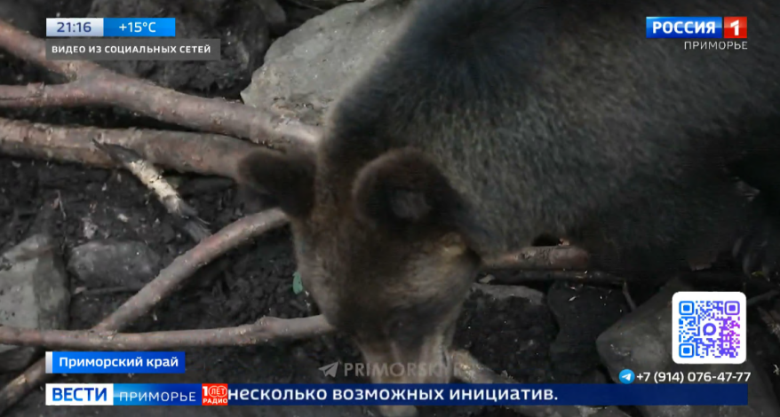 В Приморье ищут медведицу, которая напала на рыбака