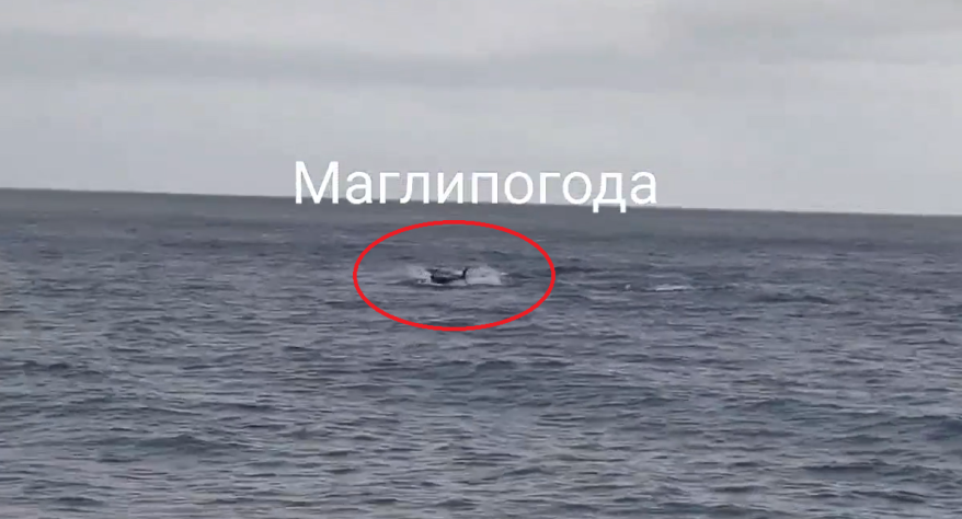 Тунцы подошли совсем близко к берегу в Приморье