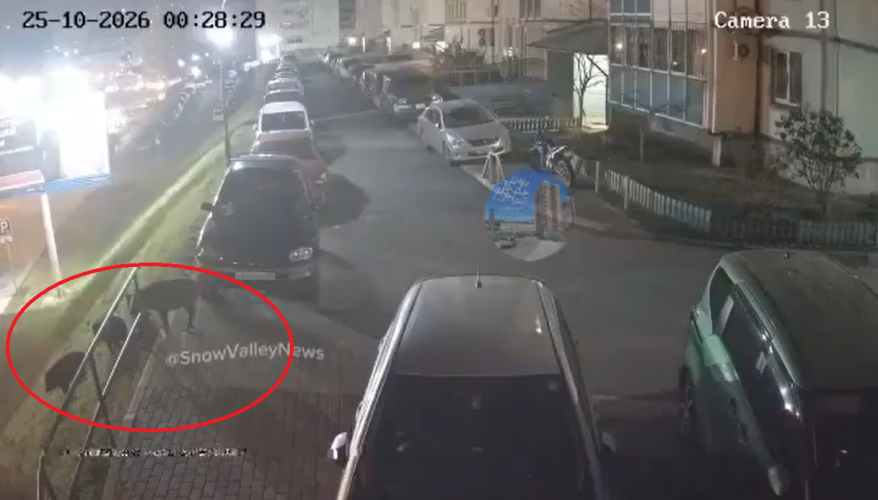 Дикие кабаны устроили набег на жилой микрорайон во Владивостоке