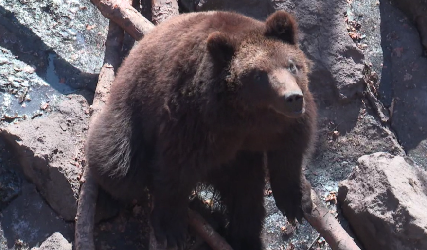 Министерство лесного хозяйства Приморья отчиталось о двукратном росте численности медведей. Интервью