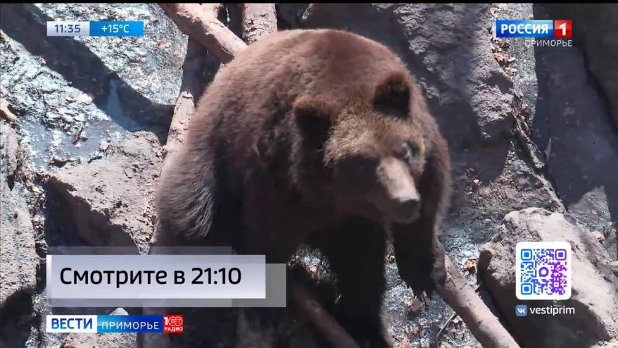 Медведи в Приморье выходят к людям